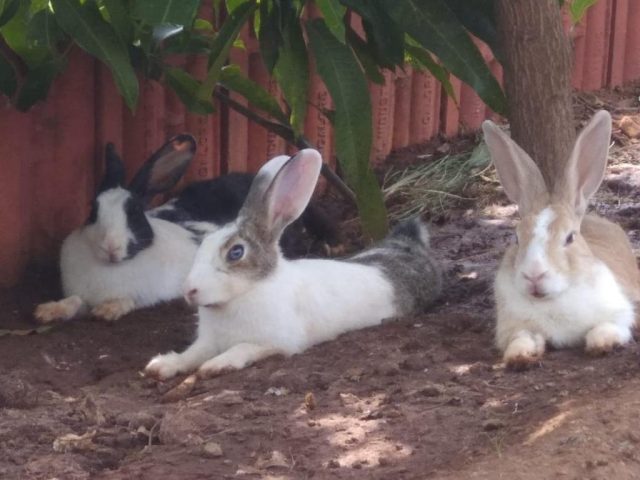 WhatsApp Image 2025-04-07 at 1.33.53 PM (1)