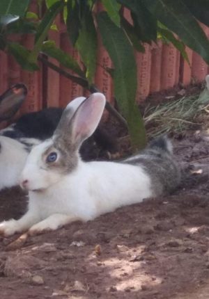 WhatsApp Image 2025-04-07 at 1.33.53 PM (1)